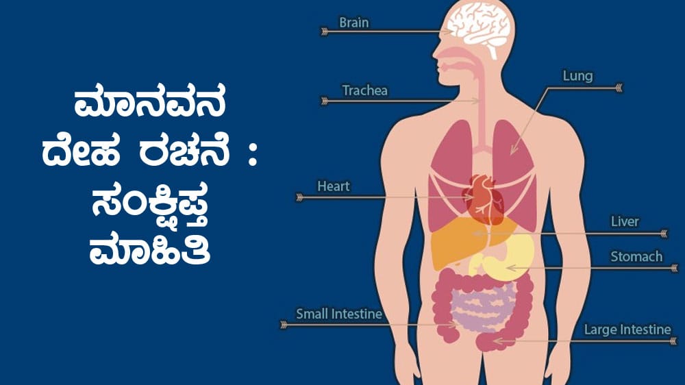 Human Body Structure