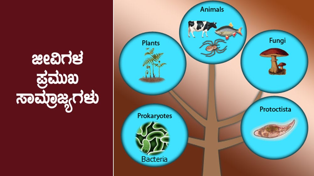 Major kingdoms of organisms