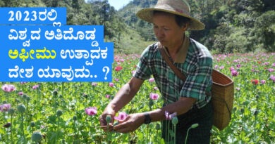 poppy cultivation - opium